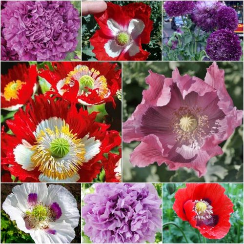  OPINION POPPY SEED COLLECTION 5 packages