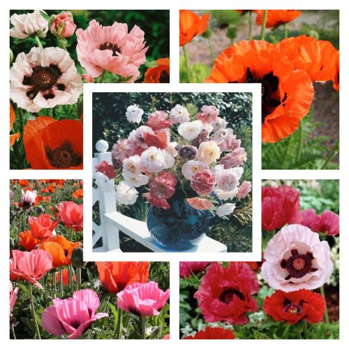  EASTERN POPPY SEED COLLECTION Set of 3 packs