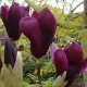  Magnolia and tulip trees, bare-root seedling, 120-150 cm