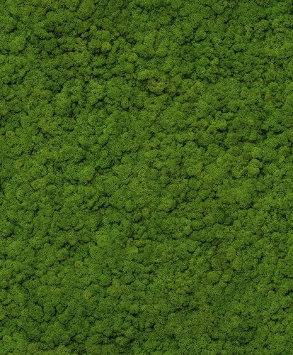 Green wallpaper imitating moss plant vinyl on a non-field