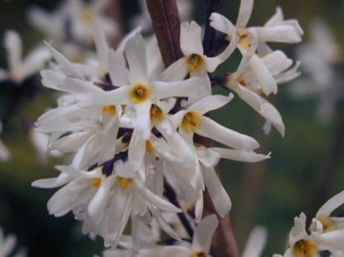  Forsythia White Abeliophylum Korean Seedlings P9