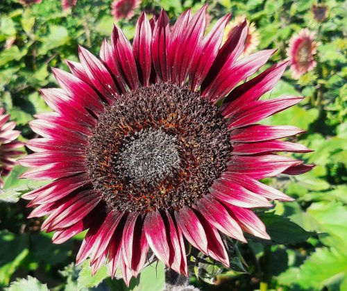  Sunflower seeds ornamental sunflower CHERRY QUEEN - Red (Helianthus Annuus)