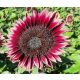  Sunflower seeds ornamental sunflower CHERRY QUEEN - Red (Helianthus Annuus)