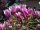  Magnolia and tulip trees, seedlings in 1-2 liter containers, 5-20 cm