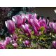  Magnolia and tulip trees, seedlings in 1-2 liter containers, 5-20 cm