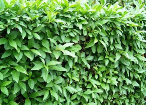  Privet seedling with bare root, 60-80 cm