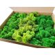 Decorative Moss Reindeer Crab Moss 3 Colors MIX Premium