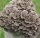  MAITAKE mycelium ready-made substrate 3 kg