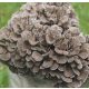  MAITAKE mycelium ready-made substrate 3 kg