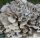 Mycelium of mushrooms MAITAKE mycelium ready-made substrate 3 kg