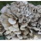 Mycelium of mushrooms MAITAKE mycelium ready-made substrate 3 kg