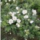  C2 FALKEN ROSE WHITE ROSA RUGOSA HONEY ALBA 30-40 CM.