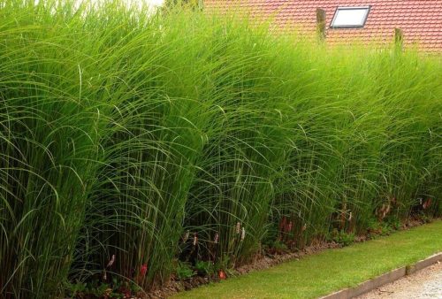  Chinese Miscanthus Gracillimus large seedlings XXL fountain columnar narrow