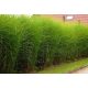  Chinese Miscanthus Gracillimus large seedlings XXL fountain columnar narrow