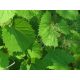  Fragrant grapevine seedling in 1-2l container, 70-90 cm