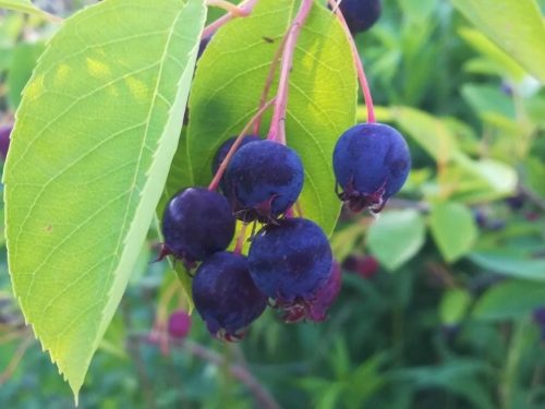  Round-leaved Serviceberry - in P11, 100-125 cm