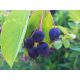  Round-leaved Serviceberry - in P11, 100-125 cm