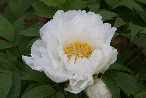  shrub peony white white P14