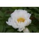  shrub peony white white P14