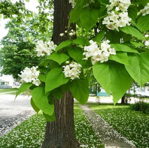  Catalpa BEAUTIFUL big green LEAVES, fast growing Catalpa seedling FLOWER