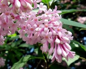  P11 COMMON LILAC SYRINGA VULGARIS