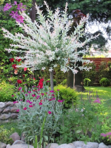  Willow seedling with bare root, 110-120 cm