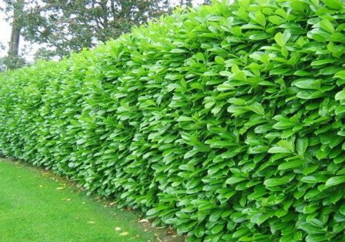  M EASTERN CHERRY LAUR ROTUNDIFOLIA WHOLESALE 50 PIECES FAST HEDGE