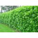  M EASTERN CHERRY LAUR ROTUNDIFOLIA WHOLESALE 50 PIECES FAST HEDGE