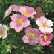  Sowing the Pink Queen Bush Cinquefoil