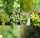  Vine of 6 dessert varieties with light fruits of 40-60 cm length