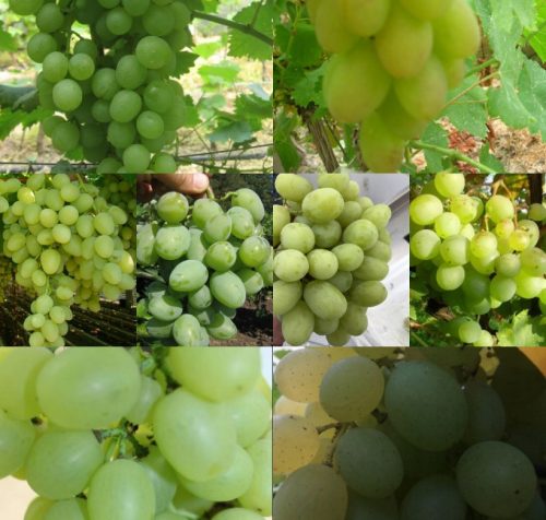  Vine of 6 dessert varieties with light fruits of 40-60 cm length