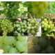  Vine of 6 dessert varieties with light fruits of 40-60 cm length
