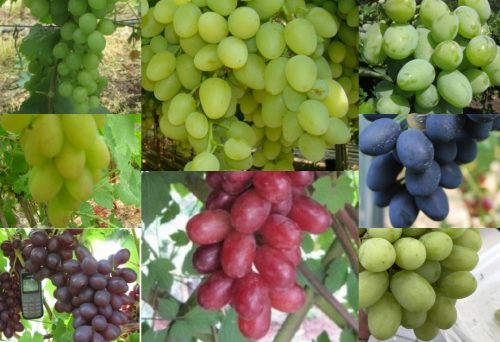  Vine of 8 table grapes with large fruits of 40-60 cm