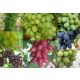  Vine of 8 table grapes with large fruits of 40-60 cm