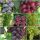  Vine 6 grapes for long fruiting 40-60 cm