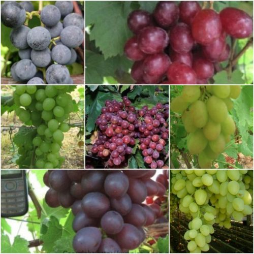  Vine 6 grapes for long fruiting 40-60 cm
