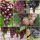  Vines from 7 newest seedless varieties, 40-60 cm