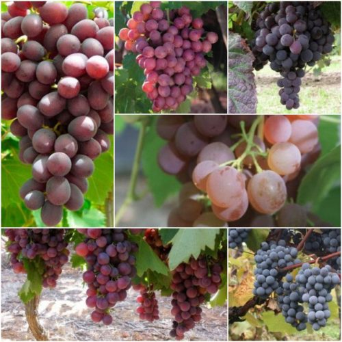 Vines from 7 newest seedless varieties, 40-60 cm