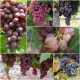  Vines from 7 newest seedless varieties, 40-60 cm