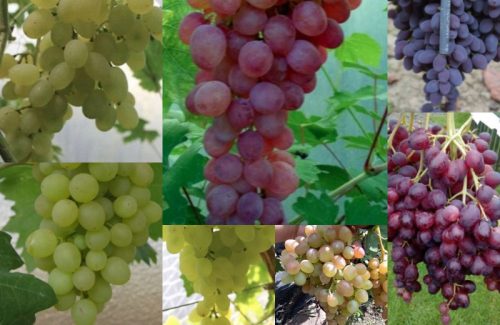  Vine of 5 seedless varieties, 40–60 cm