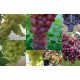  Vine of 5 seedless varieties, 40–60 cm