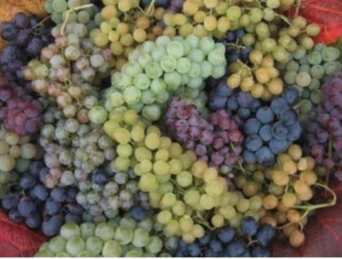  Vine of 6 varieties, easy to cultivate, 40-60 cm