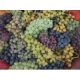  Vine of 6 varieties, easy to cultivate, 40-60 cm
