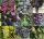  Vine of 5 varieties for the domestic vineyard, 40-60 cm