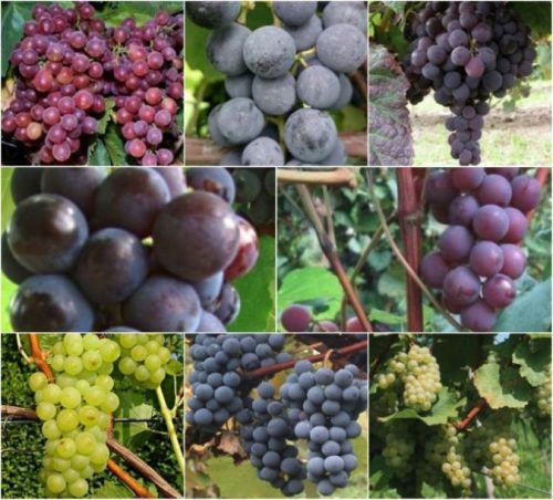  Vine of 5 varieties for the domestic vineyard, 40-60 cm