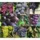  Vine of 5 varieties for the domestic vineyard, 40-60 cm
