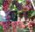  Vine of 5 varieties suitable for red wine, 40-60 cm
