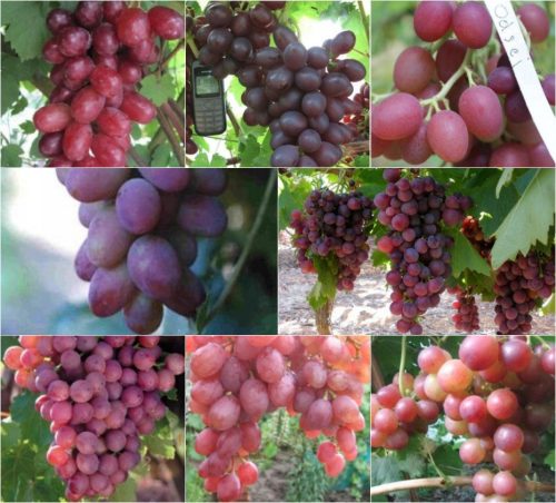  Vine of 5 varieties suitable for red wine, 40-60 cm