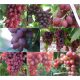  Vine of 5 varieties suitable for red wine, 40-60 cm