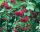  P11 CORAL VIBURNUM OPULUS HEDGE BEAUTIFUL SHRUBS 80-120 CM